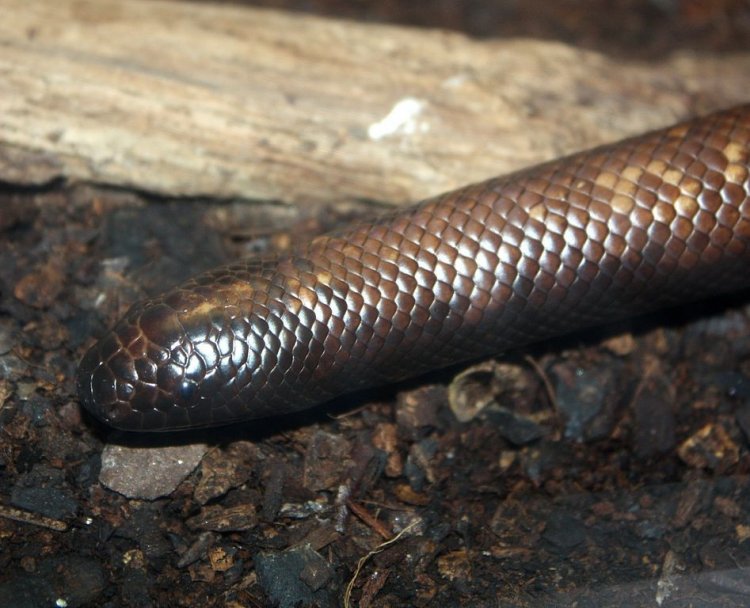 Калабария выдерживает укусы благодаря самой прочной среди змей кожи