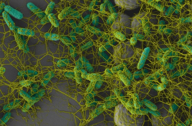 Бактерии создают биопленки из модифицированной целлюлозы