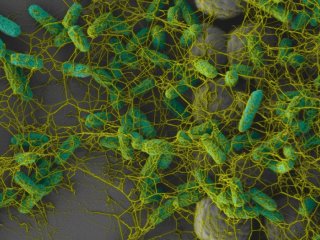 Бактерии создают биопленки из модифицированной целлюлозы