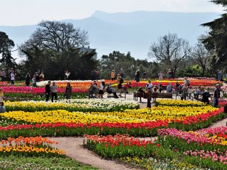 Все краски весны: в Никитском саду стартовал Парад тюльпанов