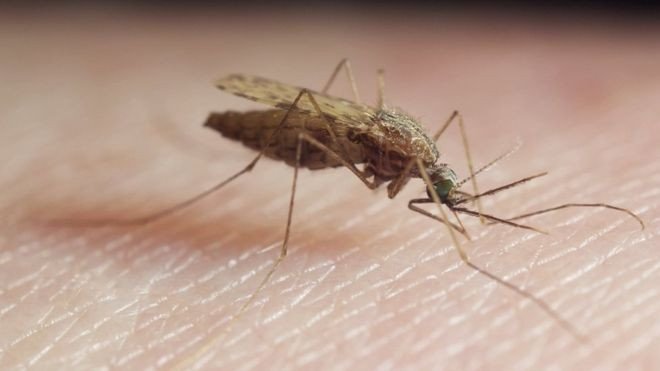 Редактирование гена уничтожило комаров в лаборатории