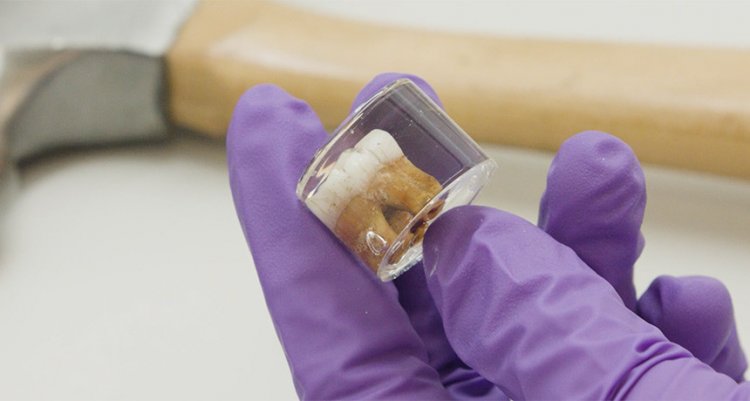В зубах неандертальцев обнаружены следы свинца