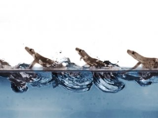 Гекконы могут передвигаться по воде почти так же быстро, как по земле