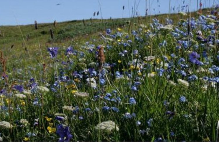 Бабочки&nbsp; родом из Северной Америки обитают в Арктике