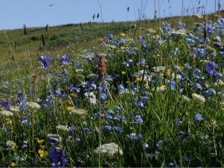 Пример местообитаний на арктических островах - о. Колгуев, окрестности Бугрино|Kullberg, J., Filippov, B.Y., Spitsyn, V.M. et al. Moths and butterflies (Insecta: Lepidoptera) of the Russian Arctic islands in the Barents Sea. Polar Biol 42, 335–346 (2019)